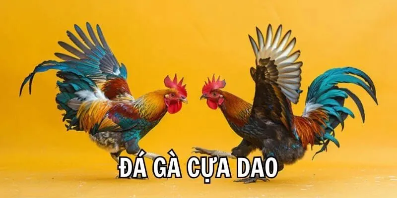 Xem đá gà cựa dao