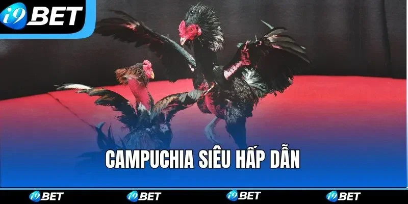 Gà Chọi Anh đặc điểm ngoại hình giá trị cổ điển châu âu 2026 4 da ga i9bet campuchia