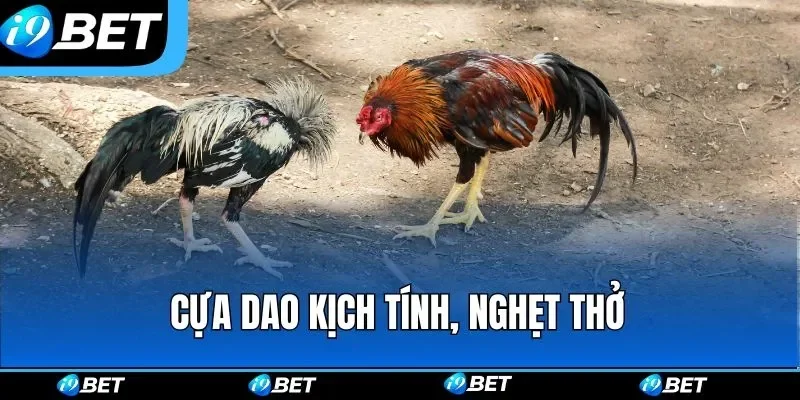 Gà Chọi Anh đặc điểm ngoại hình giá trị cổ điển châu âu 2026 3 Vai trò trong nghiên cứu và bảo tồn gà chọi anh