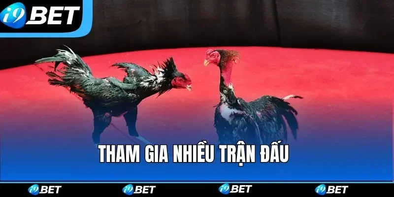 Xem đá gà cựa dao trực tiếp Campuchia 2026 3 Sự hình thành các địa điểm tổ chức xem đá gà cựa dao trực tiếp Campuchia
