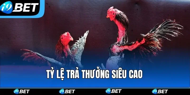 da ga i9bet ty le tra thuong